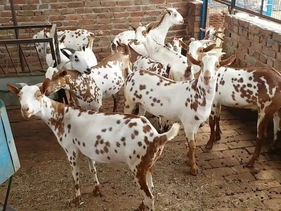 बार्बरी शेळी